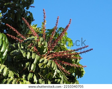 Flowers and leaves of Octopus tree (Schefflera actinophylla) on blue sky background.