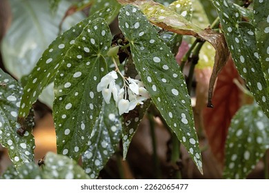 Flowers and leaves of a polka dot begonia, Begonia maculata