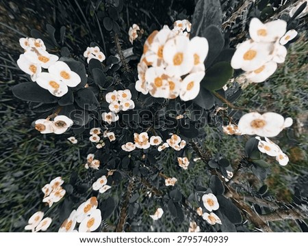 flowers and leaves. shape, pattern and texture