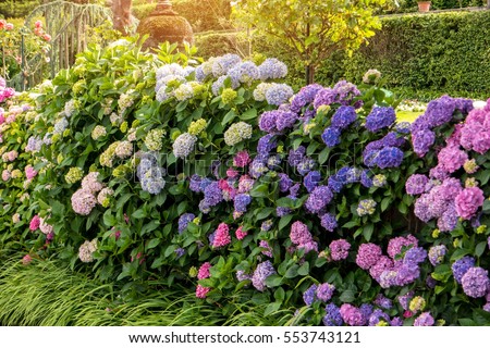 Flowers, leaves and sunlight. Pink and purple hydrangeas. Breathe in aroma of spring.