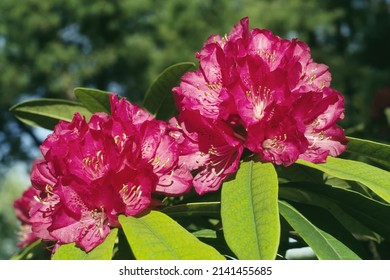 flowers and leaves of tree rhododendron, Rhododendron arboreum,  Ericaceae - Powered by Shutterstock