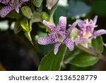 Flowers and leaves of Tricyrtis hirta, also called japanese toad lily
