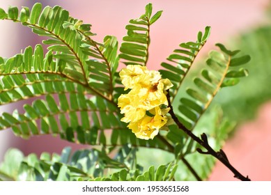 Flowers With Leaves Of Yellow Copper Pod 