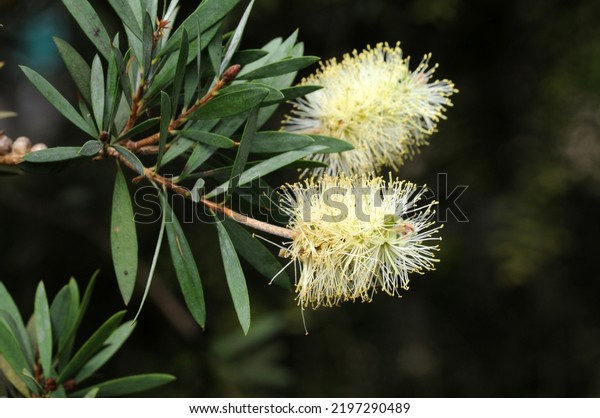 Flowers\
of lemon bottlebrush, native plant of\
Australia
