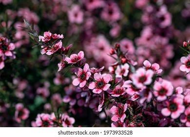 Flowers Of A Leptospermum Scoparium, Commonly Called , Manuka, Manuka Myrtle, New Zealand Teatree, Broom Tea-tree, Or Just Tea Tree. This Plant Is Native To Australia And New Zealand.