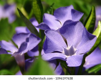 Flowers Of Lesser Periwinkle, Vinca Minor,