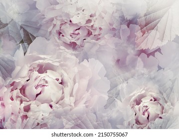 Flowers  Light Purple  Peonies.   Floral Spring Background. Petals Peonies.   Close-up. Nature.