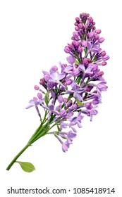 Flowers of light purple real lilac on small branch. Isolated on white studio macro background