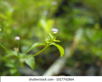 Flowers : light violet tiny flowers. Selective focus, blurred natural green background