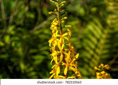 Ligularia The Rocket High Res Stock Images Shutterstock