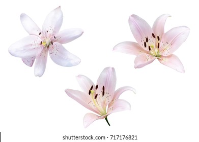 The flowers are lily, isolated on white background - Shutterstock ID 717176821