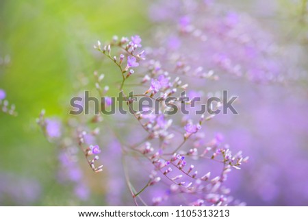 Similar – Lavender, blossom Summer