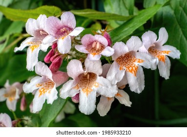 Flowers Of Linnaea Amabilis Kolkwitzia Amabilis Beauty Bush