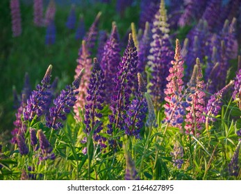 Flowers Of Lupine On The Meadow Over Tvallen Lake In The Värmland Region. Sweden. Scandinavia. North Europe. Lupinus, Known Also As Lupin Or Lupine, Is A Genus Of Flowering Plants In The Legume Family