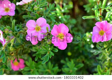 Flowers macro photography Lapchatka (lat. Potentilla) pink on a Bush