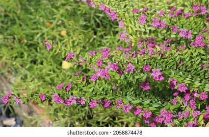 475 Mexican heather flower Images, Stock Photos & Vectors | Shutterstock