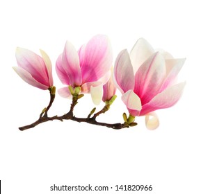 flowers of magnolia