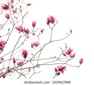 Flowers Magnolia Branch Isolated On White Background