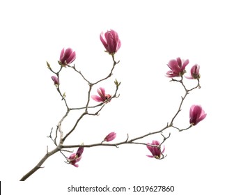 Flowers Magnolia Branch Isolated On White Background