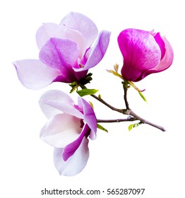 flowers magnolia  isolated on white background