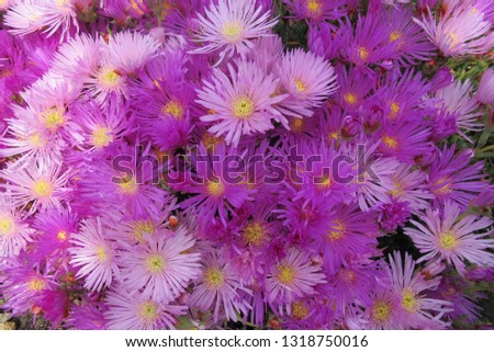 Flowers in mass blooms