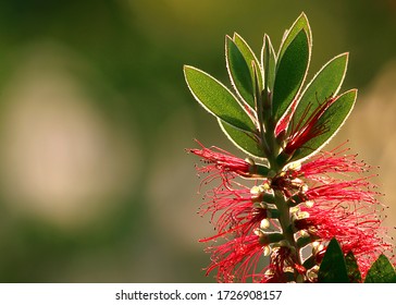 21 Melaleuca viminalis buds Images, Stock Photos & Vectors | Shutterstock