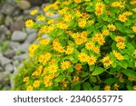 The flowers of Melampodium divaricatum also known as Hierba Aguada, Goldenbutton