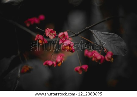 Similar – Image, Stock Photo Small flowers Environment