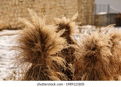 Flowers of Miscanthus sinensis in winter at sunset, Clump of giant Chinese silver grass оr Susuki grass at Vaclav Havel Park in Litomerice, snow at sunny day, grass tied in sheaves, plant close up - Powered by Shutterstock