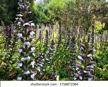 Flowers In Monsanto Park Lisbon