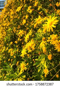 Flowers In Monsanto Park Lisbon