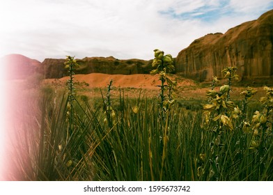 Flowers In Monument Valley. 35mm Film With A Light Leak.