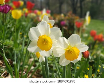 Flowers In MorningSide Park NYC