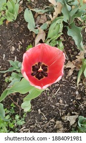 Flowers In MorningSide Park NYC