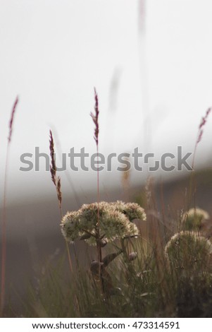 Similar – Hallig Gröde | blooming sea lilacs at the jetty