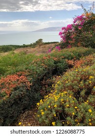 Flowers at The Mount of Beatitudes with Background of The Sea of Galilee in Israel.