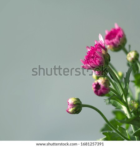 Flowers with multi-layered petals, Chrysanthemum pink flower. Closeup flower. Nature. background. Flower blooming 