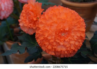 Flowers At Nabana No Sato : Begonia Garden In Japan