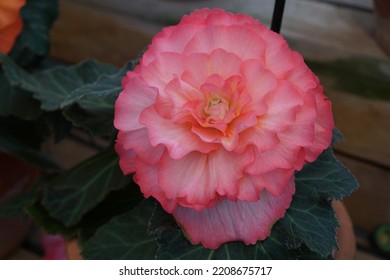 Flowers At Nabana No Sato : Begonia Garden In Japan