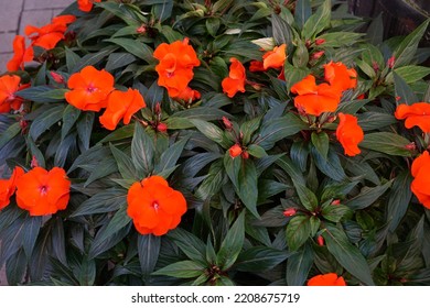 Flowers At Nabana No Sato : Begonia Garden In Japan