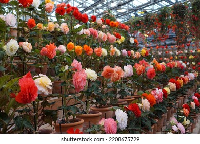 Flowers At Nabana No Sato : Begonia Garden In Japan