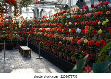 Flowers At Nabana No Sato : Begonia Garden In Japan