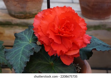 Flowers At Nabana No Sato : Begonia Garden In Japan