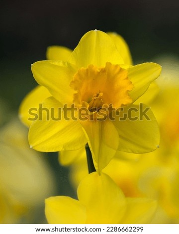 Flowers of Narcissus 'Carlton' in a garden in Spring