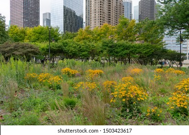 Flowers And Native Plants At A Park In Streeterville Chicago With Skyscrapers