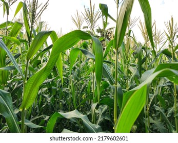 The Flowers Of The New Corn Plant Have Sprung Up. The Harvest Is Coming