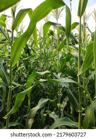 The Flowers Of The New Corn Plant Have Sprung Up. The Harvest Is Coming