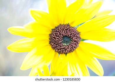 Flowers Of New Mexico