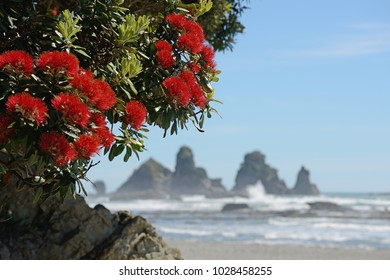 Flowers of New Zealand pohutakawa, Metrosideros excelsa, frame a beach scene on the West Coast, South Island, New Zealand.