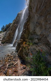 Flowers Next To San Antonio Falls At Mount Baldy In California